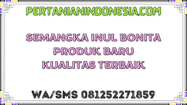 Semangka Inul Bonita Produk Baru Kualitas Terbaik